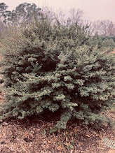 Osmanthus heterophyllus 'Kaori Hime'