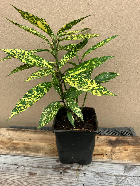 Aucuba japonica 'Hosoba Hoshifu'