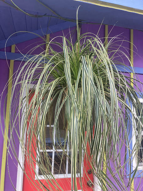 Carex 'Feather Falls'