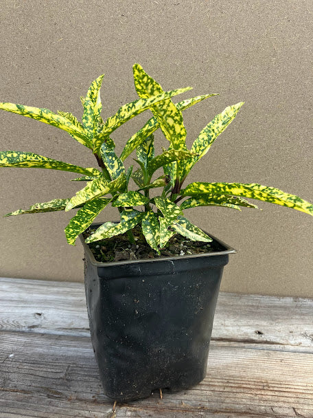 Aucuba japonica 'Oz' RARE