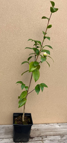 Camellia 'Hikarugenji' (aka 'Herme')