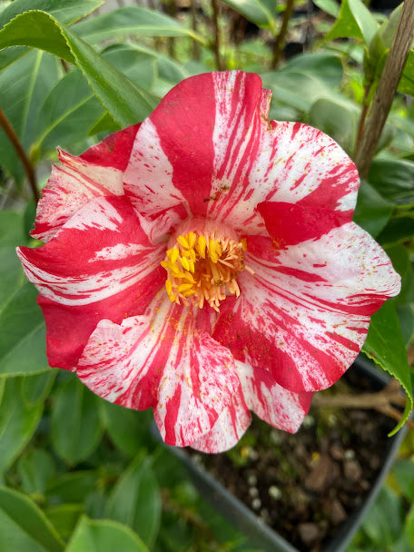 Camellia 'Young Red Tiger' RARE