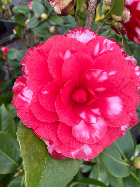 Camellia 'Nuccio's Bella Rossa' var
