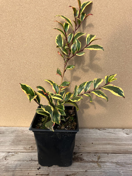 Cleyera japonica  'Hosaba Fukurin' (aka 'Tricolor')