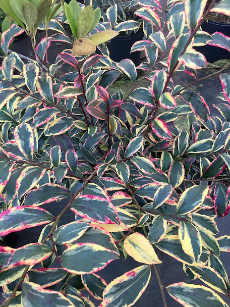 Cleyera japonica  'Hosaba Fukurin' (aka 'Tricolor')