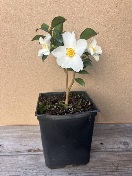 Camellia 'Snow Sprite'  RARE GARDEN TREASURES EXCLUSIVE INTRODUCTION