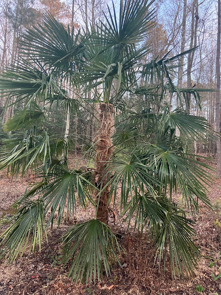 Trachycarpus fortunei "Taylor's"