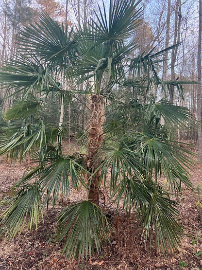 Trachycarpus fortunei "Taylor's"