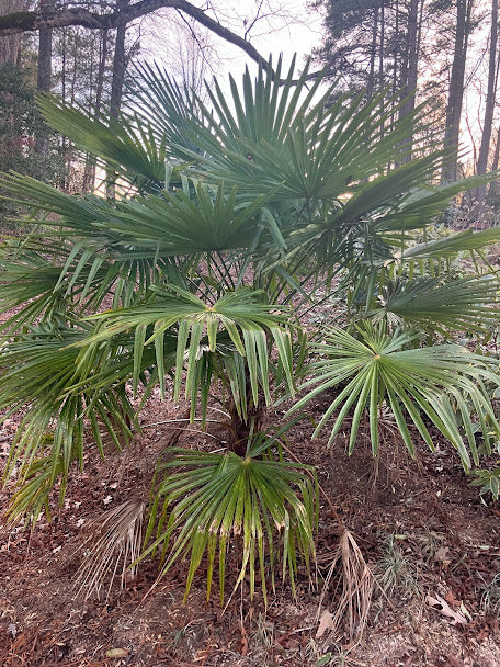 Trachycarpus fortunei "Taylor's"