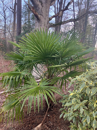 trachycarpus fortunei variegata Trachycarpus fortunei 