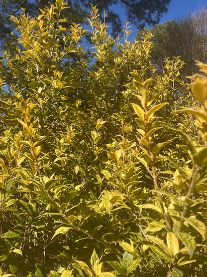 Osmanthus heterophyllus 'Goshiki'