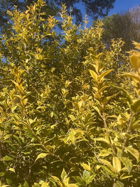 Osmanthus heterophyllus 'Goshiki'