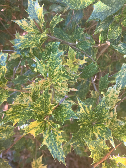 Osmanthus heterophyllus 'Goshiki'