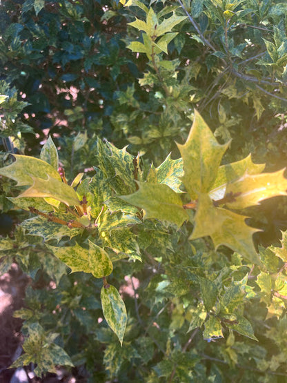 Osmanthus heterophyllus 'Goshiki'