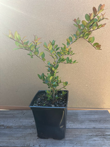 Ilex vomitoria 'Panhandle Gold' RARE