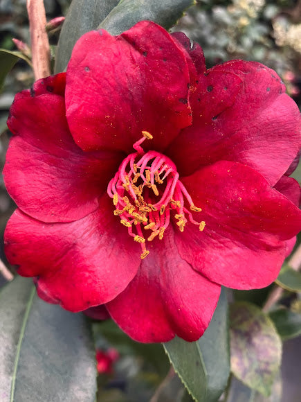 Camellia 'Kuro Tsubaki'