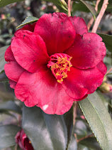 Camellia 'Kuro Tsubaki'