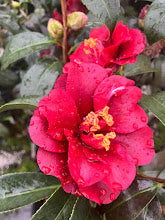 Camellia 'Kuro Tsubaki'