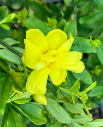 Jasminum mesnyi 'Gold Tip'