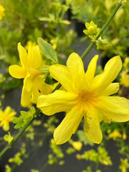 Jasminum mesnyi 'Gold Tip'
