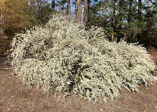 Spiraea thunbergii 'Ogon'