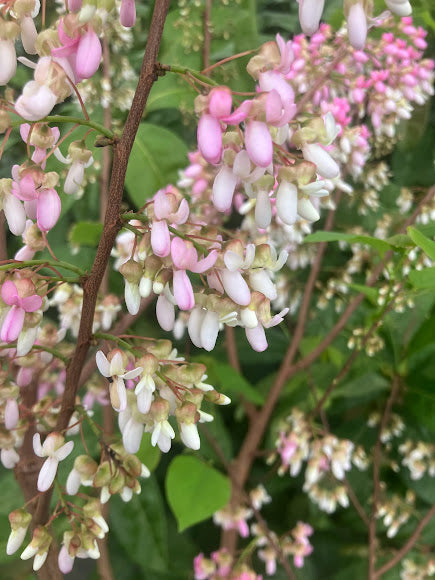 Cercis chuniana RARE Redbud Tree