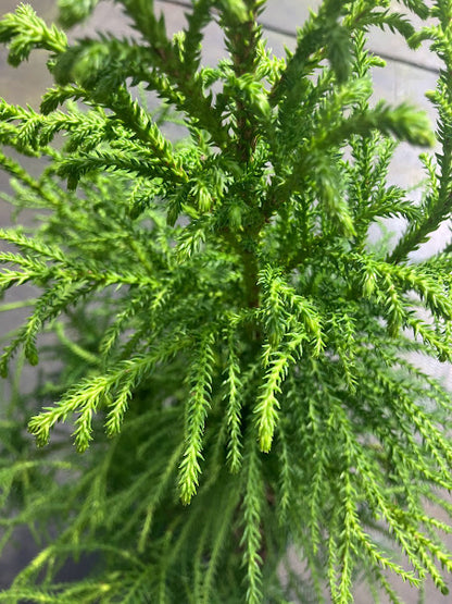 Cryptomeria japonica 'Pom Pom'