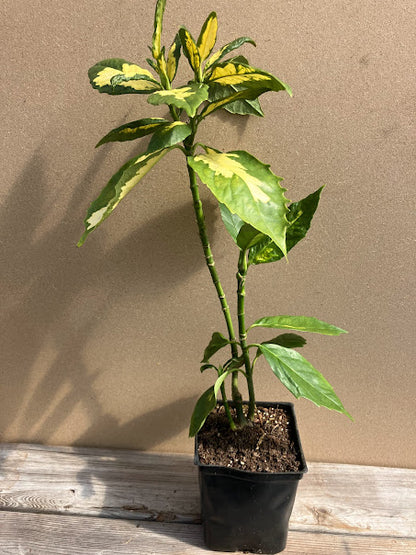 japonica succulent Aucuba japonica 'Ooba Nakafu' – Garden Treasures Nursery