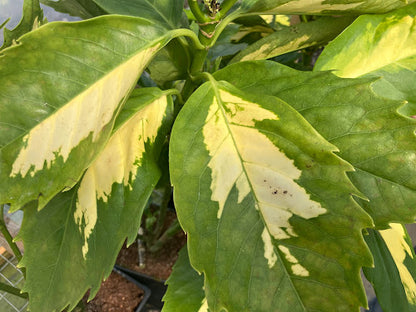 Aucuba japonica 'Ooba Nakafu'