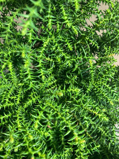 Cryptomeria japonica 'Ed Wood's'  RARE