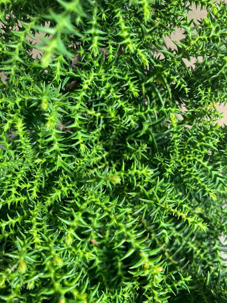 Cryptomeria japonica 'Ed Wood's'  RARE