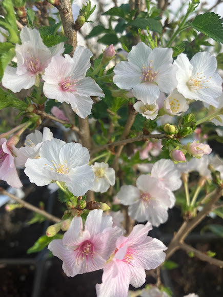 Prunus incisa 'Variegata'