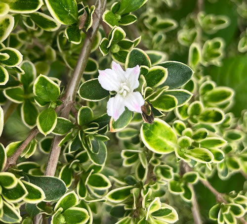 Serissa japonica 'Kowloon'