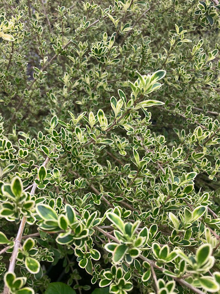 Serissa japonica 'Kowloon'