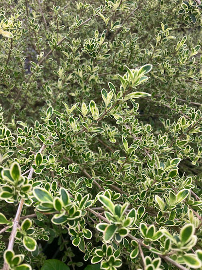 Serissa japonica 'Kowloon'