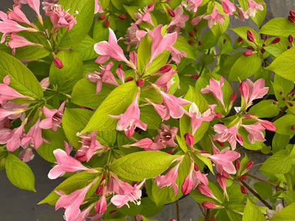 Weigela florida 'Looymansii Aurea'