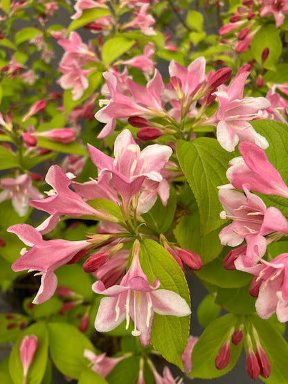 Weigela florida 'Looymansii Aurea'