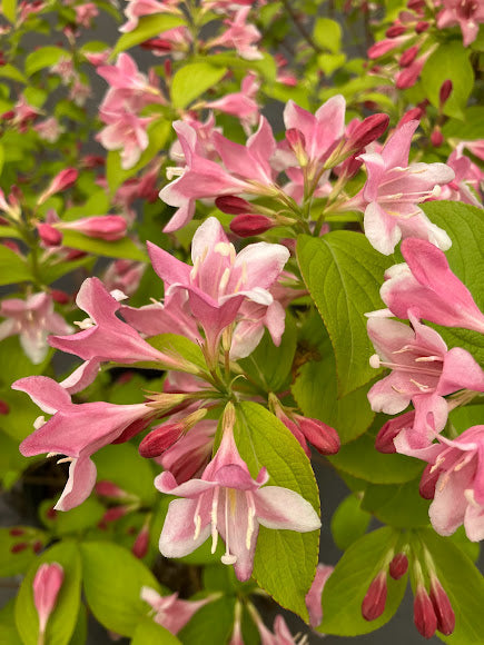 Weigela florida 'Looymansii Aurea'