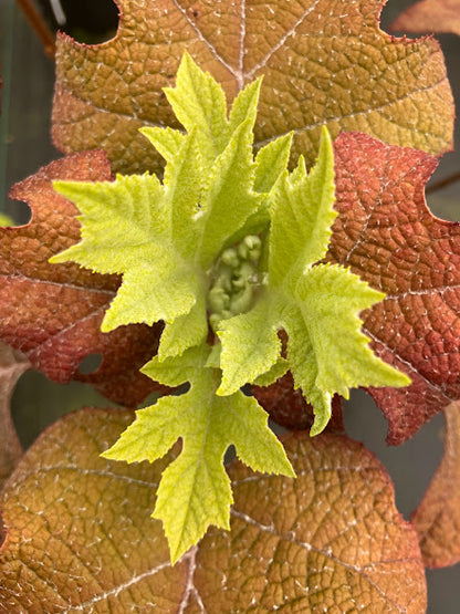 Hydrangea quercifolia 'Little Honey'