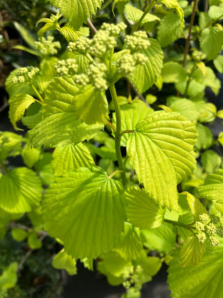 Viburnum dentatum 'Golden Arrow'