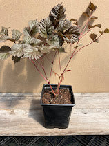 Astilbe thunbergii 'Chocolate Shogun'