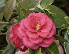Camellia 'Kagoshima Benten'
