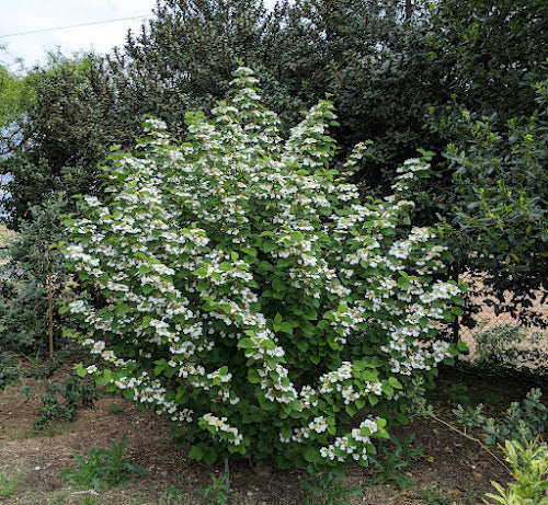Viburnum plicatum 'Copper Ridges'