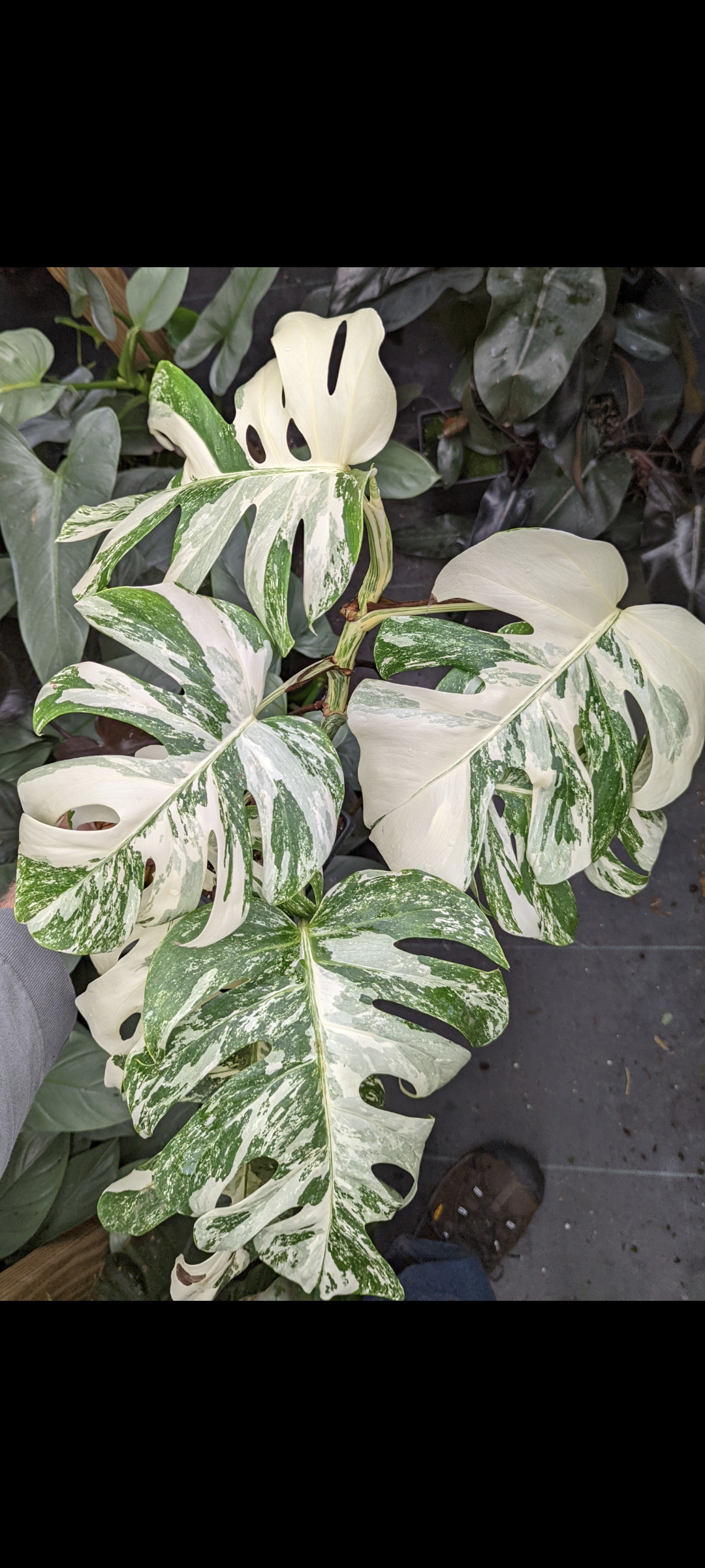 Monstera deliciosa var. borsigiana 'Albo Variegata' – Garden