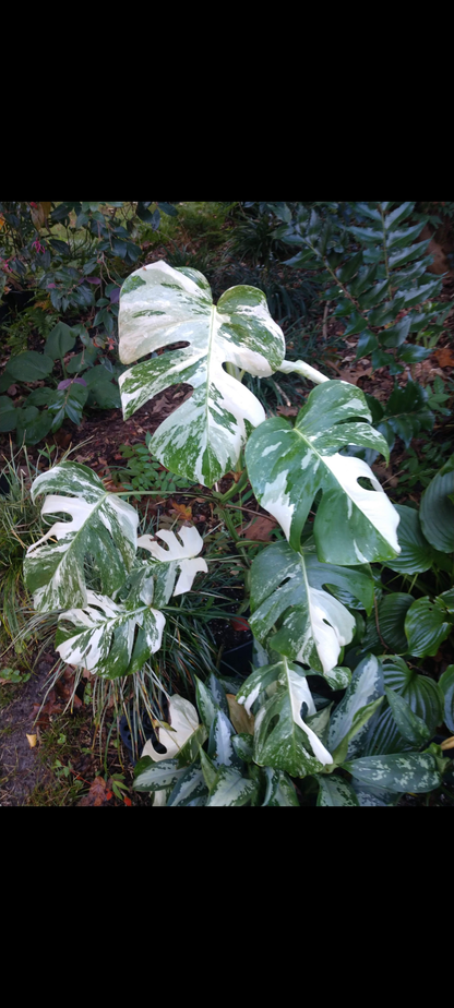 Monstera deliciosa var. borsigiana 'Albo Variegata' – Garden Treasures  Nursery