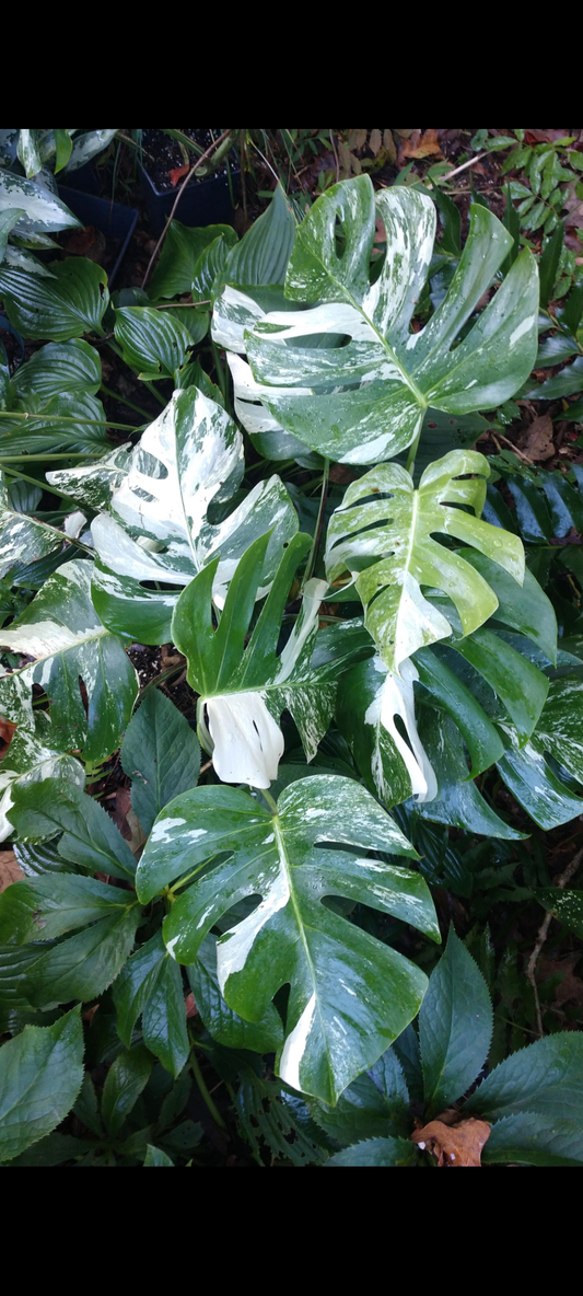 Monstera deliciosa var. borsigiana 'Albo Variegata'