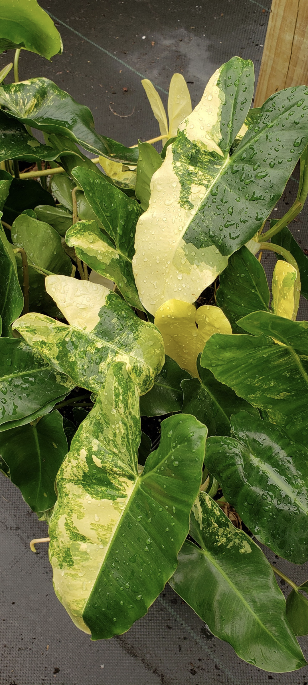 Philodendron 'Burle Marx Variegated'
