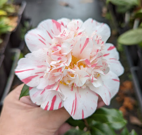 Camellia 'Kageri'  RARE