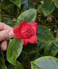 Camellia 'Kifukurin Beni Karako'