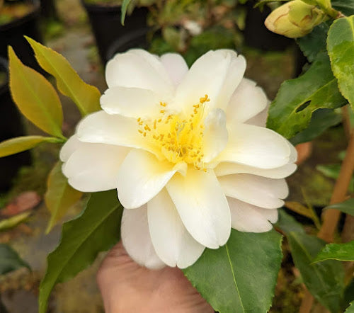Camellia 'Ki-Renge' (Golden Lotus) RARE